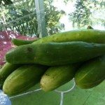 cukes